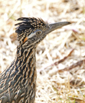 Greater Roadrunner 4699